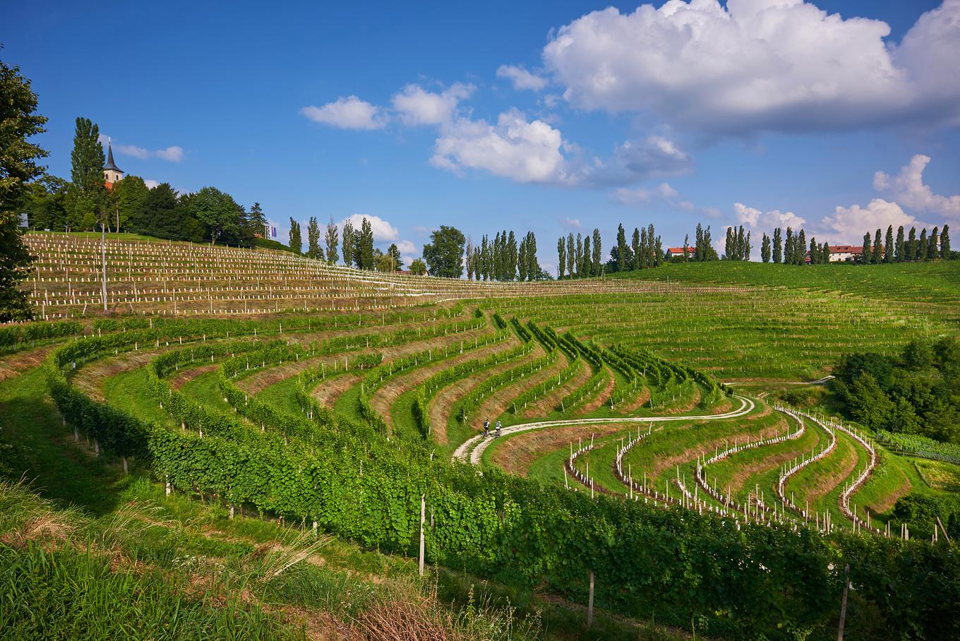 Vinograd v Jeruzalmu